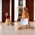 Perro protagoniza divertido challenge «Me miró y la miré y se vuelve viral tik tok