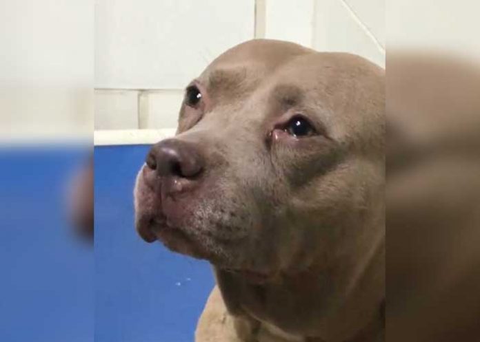 perro_b0YU0xA estados unidos