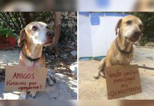 Viral: Perrito con cáncer vende postres para pagar su tratamiento mexico