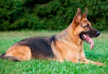 De esta manera los perros pueden encontrar pornografía infantil perro