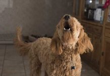 Ciudad planea multar a dueños de perros que ladren más de 20 minutos