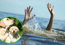 Anciano muere ahogado al intentar salvar a sus perros