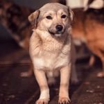 220 perros y 50 gatos murieron en albergue en Bahamas por Dorian bahamas