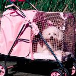 Perros en coches, la más reciente tendencia en Taiwán taiwan