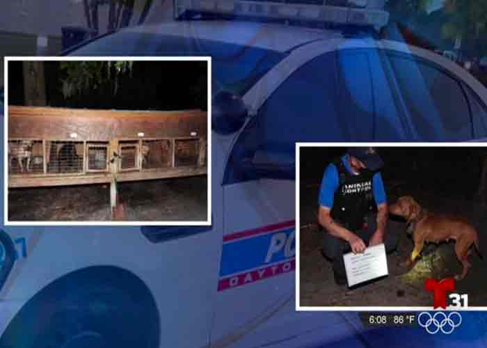 perros-rescatados estados unidos