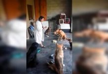 Facebook: mujer logra que sus perros recen antes de comer y asombra al mundo facebook