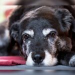 Rescatan a una perrita tras ser enterrada viva y con heridas de machete animales