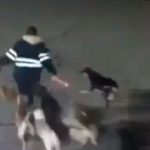 Una mujer muere al ser atacada por 11 perros en México (VIDEO) mexico