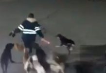 Una mujer muere al ser atacada por 11 perros en México (VIDEO) mexico