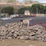 Olfato canino, vital para rescatar personas en emergencias nicaragua