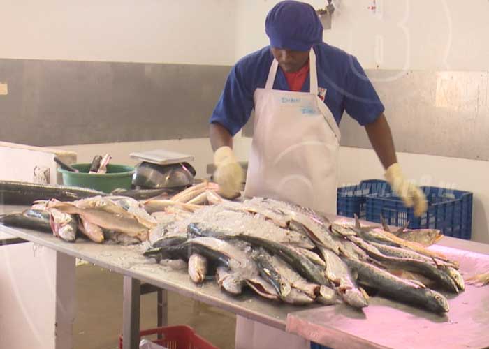 pesca-exportacion-1 nicaragua