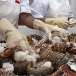 Foto: Langostas en Nicaragua/Cortesía