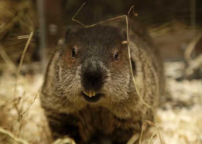 peste-bubonica china