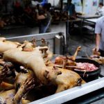 Firman petición que prohíba festival de carne de perro en China china