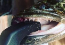 Descubren pez con cabeza de serpiente que devora todo lo que hay en su camino china