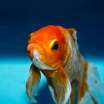 Espeluznante hallazgo, pez mutante asombra al mundo entero (Fotos) estados unidos