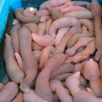 Conocé al «pez pene»: Una peculiar criatura marina ¿lo comerías? lombriz marina