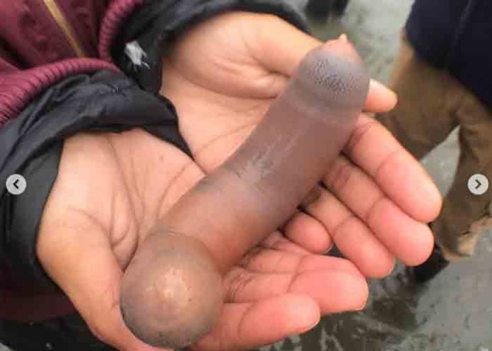 pez-pene peces penes