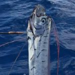 Aparece pez remo en costas de México, ¿es presagio de catástrofe? california