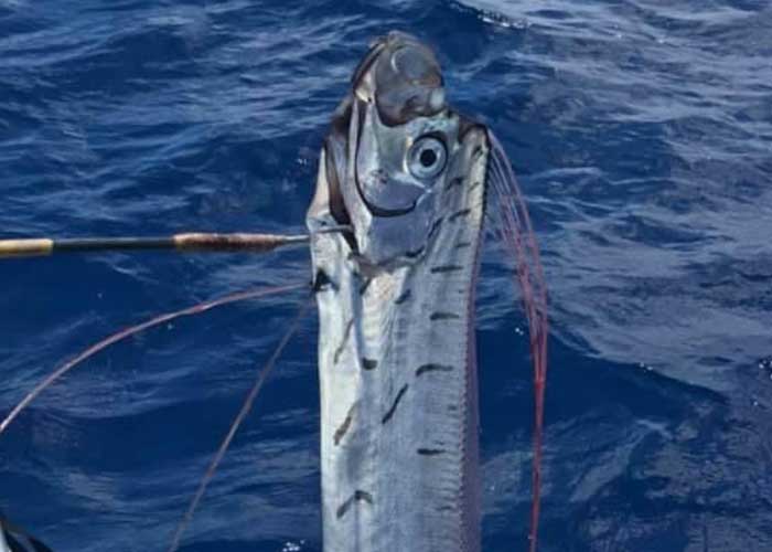 pez-remo-california-1222 california