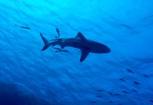 Las agrupaciones de tiburones peregrinos en el Atlántico desconciertan a los científicos agrupaciones de peces mas grande del mundo