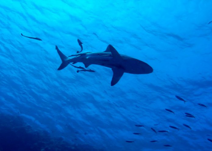 agrupaciones de peces mas grande del mundo