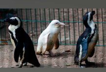 Conocé al pinguino mas raro del mundo conoce
