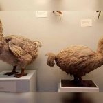 Encuentran una curiosa especie de paloma en Nueva Zelanda restos fosiles