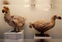 Encuentran una curiosa especie de paloma en Nueva Zelanda restos fosiles