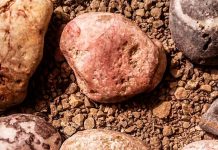 Un nuevo descubrimiento podría cambiar el relato de la evolución humana
