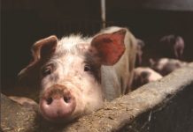 China:Nace cerdo mutante con ‘cara humana’ (Vídeo) china