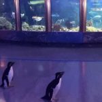 Pingüinos se viralizan recorriendo un zoológico vacío en Chicago pinguinos