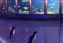 Pingüinos se viralizan recorriendo un zoológico vacío en Chicago pinguinos