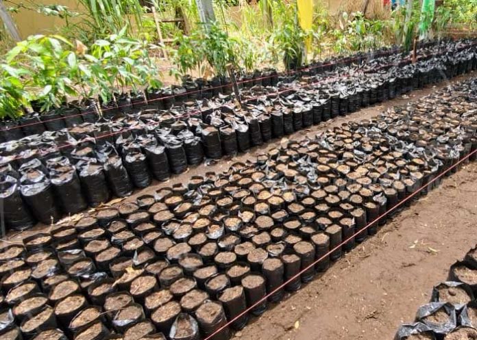 pina-ananas-ticuantepe-1 nicaragua