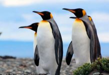 Este puede ser el trágico final de la especie Pingüino Rey pinguino rey