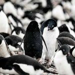 El deshielo en la Antártida deja al descubierto un cementerio de pingüinos antartida