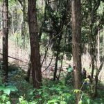Ejecutan saneamiento en reserva de pinos en San Ramón, Matagalpa nicaragua