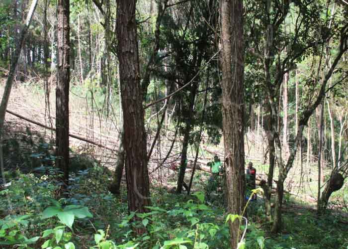 pino-sano-1 nicaragua