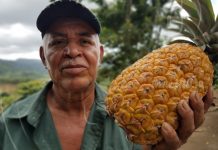 Productores de Ticuantepe se dedican a cultivar diversos rubros en paz y seguridad nicaragua