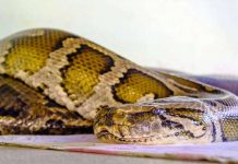 Ladrón robó pitón de más de dos metros y no creerás dónde la oculto estados unidos