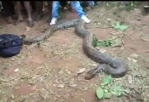 Rescatan seis enormes pitones de una tubería en la India india