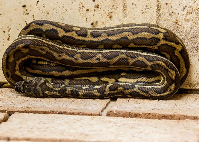 piton_j6cJO6z tailandia