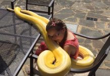 VIDEO: Así es la amistad de una niña y una pitón de casi 5 metros video