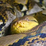 Dos pitones rompen el techo de una casa en Australia australia