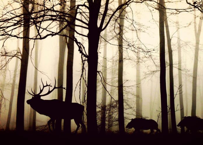 pixa nuevas especias