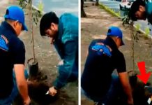 Inexpertos jardineros cometen ‘blooper’ mientras plantan un árbol inexpertos