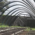 Más de 30 mil plantas listas en Nandaime para la reforestación nicaragua