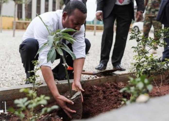 plantacion-etiopia etiopia