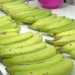 Mujeres productoras de plátano en Tipitapa le sacan provecho a la fruta nicaragua