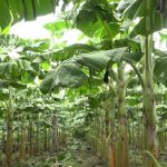 Producción de plátano continúa pujante en la Isla de Ometepe nicaragua